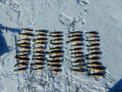 Approximately 50 frozen Yellow Perch on the surface of a frozen lake.